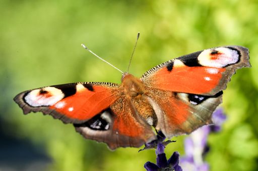 The beautiful Peacock butterfly on a lavender in the field, macro view