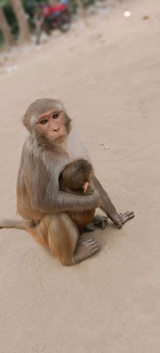 A vertical shot of a cute mother monkey holding its baby.