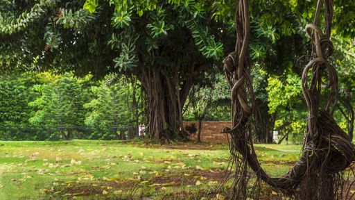 A beautiful shot of a tree branch swing in a bright green park on a sunny day