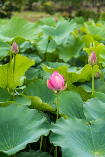A vertical shot of Lotus flowers with leaves in a Lake