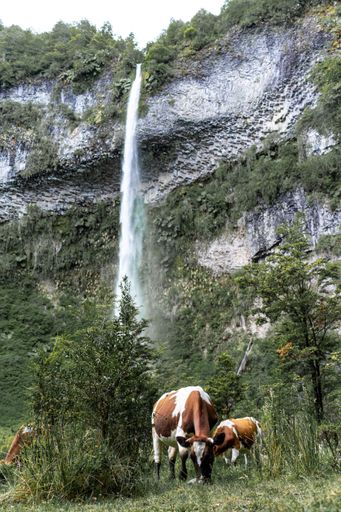 A vertical shot of cows grazing next to a beautiful waterfall in the middle of a forest