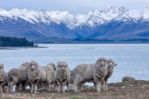 Small floc of Merino sheep with lake Tekapo and snow covered mountains. South Island, New Zealand