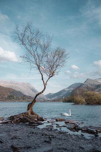 A vertical shot of a lonely tree on the lakeshore and a swan swimming nearby in Snowdonia, Ireland