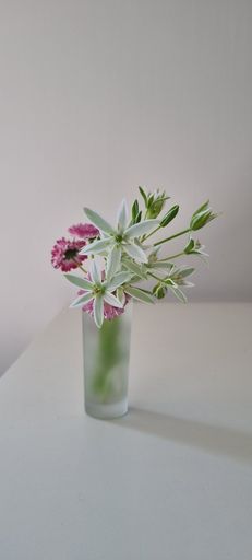 A small bouquet of Ornithogalum and pink flowers in a glass vase on a white table