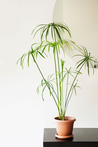 A vertical shot of a tall umbrella papyrus plant in a brown pot on a black table with a white background
