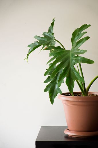 A vertical shot of a Thaumatophyllum xanad plant in a brown pot on a black table with a white background