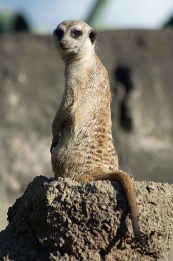 A selective focus shot of meerkat standing on the stone with rocks blurred in the background