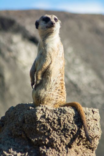 A selective focus shot of meerkat standing on the stone with rocks blurred in the background