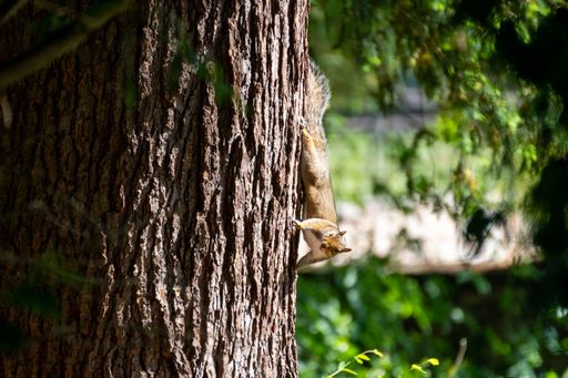 A grey squirrel holding on the bark of a tree