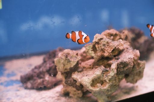 A closeup of swimming Amphiprion fish in aquarium