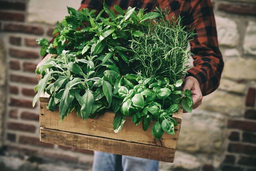 A farmer with a box full of freshly picked herbs standing near the brick wall