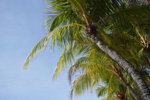 A low angle shot of a beautiful palm tree under a blue sky