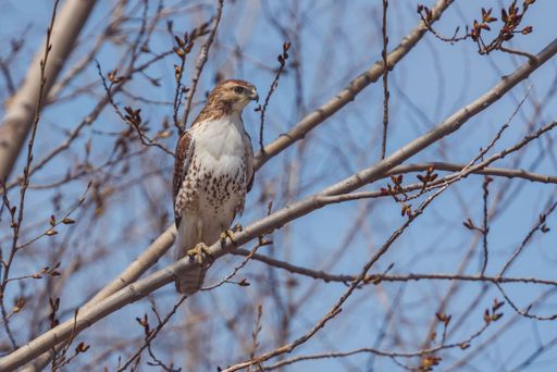 A selective focus shot of an Accipitrinae sitting on a tree branch