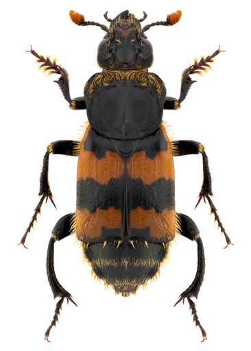 Burying or carrion or sexton beetle species Nicrophorus vespillio, trivial name: Vespillo Burying Beetle.