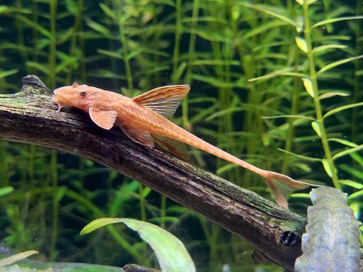 The red lizard catfish on wood in background of water plants