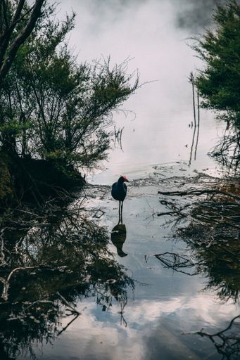 A vertical shot of a tropical bird standing in the lake surrounded by trees