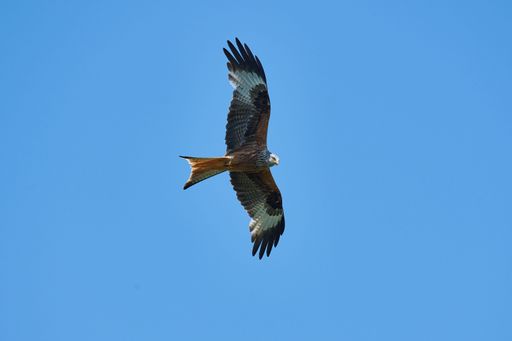 A low angle shot of a red kite flying in a blue sky