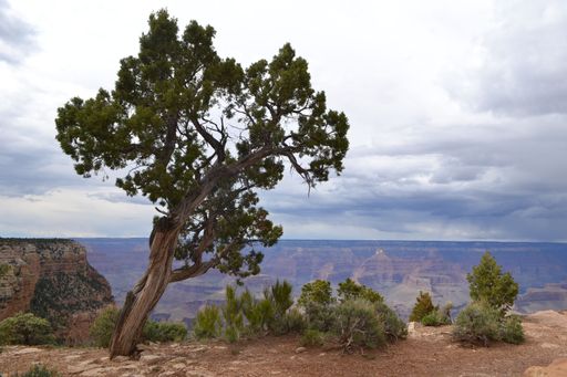 A closeup shot of a beautiful tree near the mountains in Grand Canyon, Arizona, USA