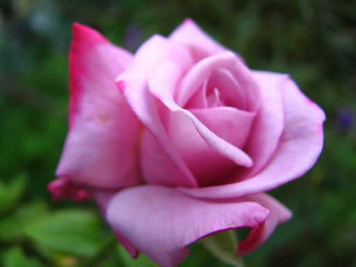 A closeup shot of a beautiful pink rose flower on a blurred background