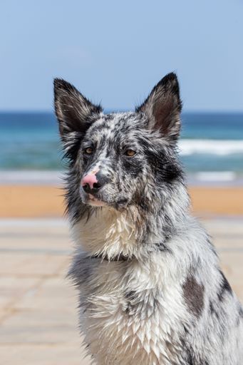 A closeup and vertical shot of the adorable blue merle dog at the beach