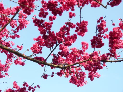 A closeup shot of beautiful cherry blossoms or sakura flowers under a blue sky