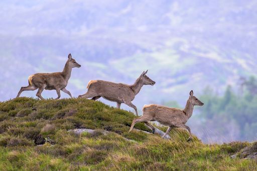Three running red deer on hills