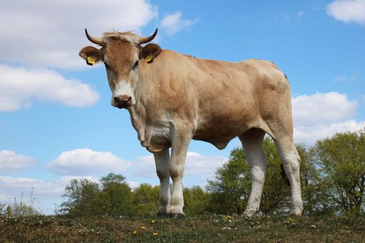 A low angle shot of a horned light brown bull