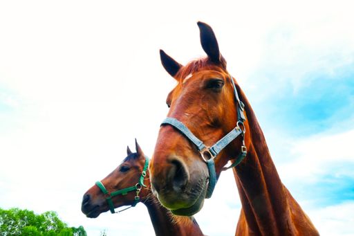 A low angle shot of brown horses under a bright blue sky
