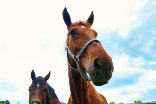 A low angle shot of brown horses under a bright blue sky