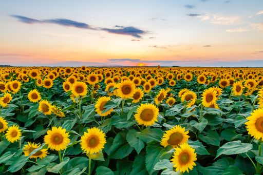 A closeup shot of beautiful sunflower field during the sunset