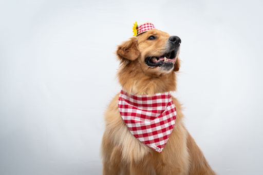 A cute golden retriever wearing a costume