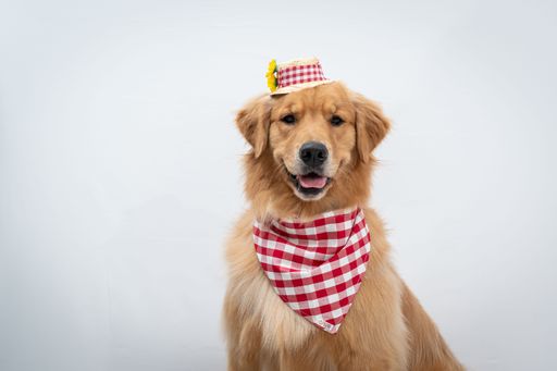 A cute golden retriever wearing a costume isolated on a white background