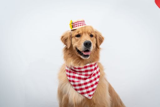 A cute golden retriever wearing a costume isolated on a white background