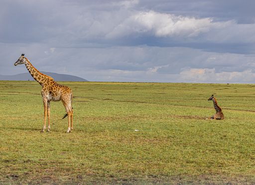 A beautiful shot of giraffes in a field during the day in Africa