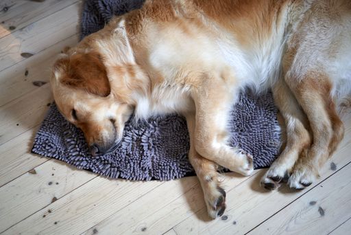 A closeup of a golden retriever sleeping on a blanket on the floor