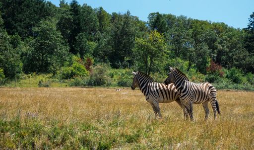 A beautiful view of Zebras standing in a field with trees in the background