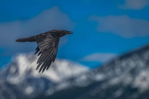 A MATURE RAVEN IN FLIGHT WITH BLURRY SNOW CAPPED MOUNTAINS IN THE BACKGROUND NEAR PARY MONTANA