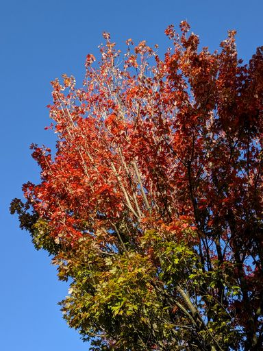 A vertical low angle shot of a tree with green and red leaves