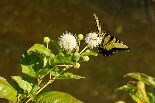 A beautiful selective focus shot of an eastern tiger swallowtail butterfly pollinating a white flower