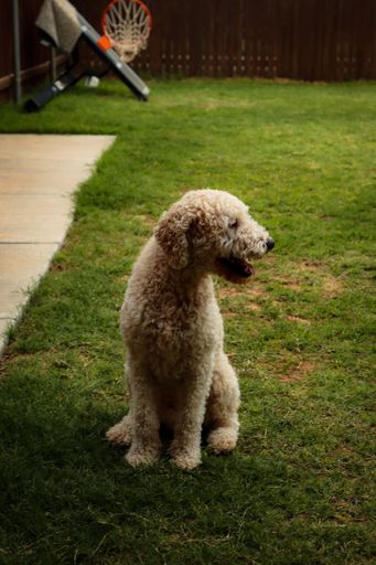 A cute fluffy dog sitting on the green grass in the backyard