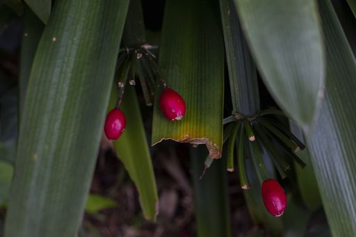 A closeup shot of a pink unopened bush lily bud growing surrounded by leaves