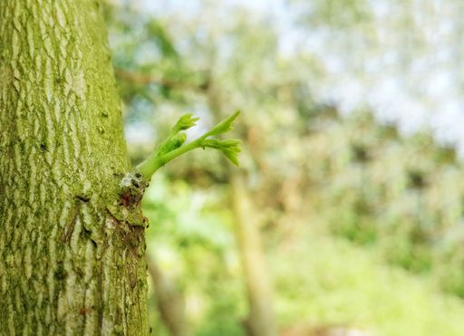 A selective focus shot of a small green plant sprout on a thick green tree trunk