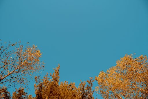 A low angle shot of yellow leafed trees with a clear blue sky in the background