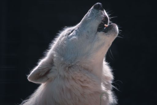 A closeup side view of a howling arctic wolf
