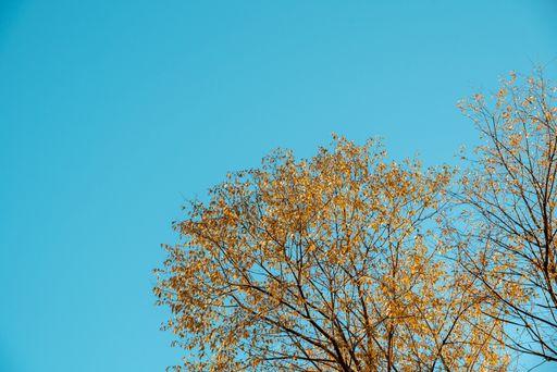 A low angle shot of yellow leafed trees with a blue sky in the background
