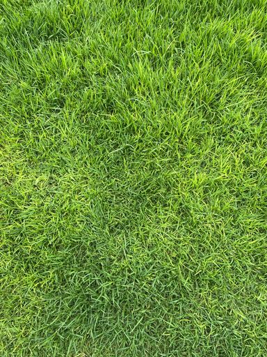 Green grass background for football and golf field