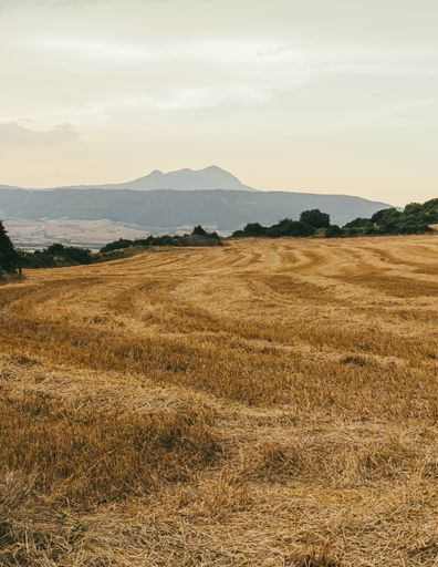 A vertical shot of a brown field with a mountain on the background