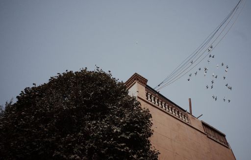 A low angle shot of a flock of pigeons flying on the roof of a residential building under a blue sky