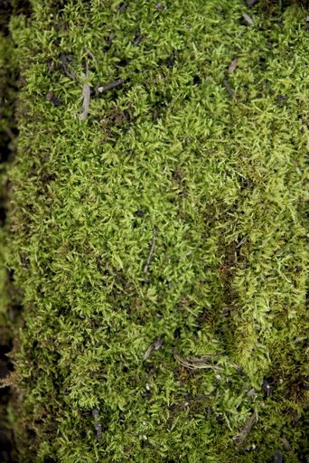 A vertical closeup shot of a mossy ground