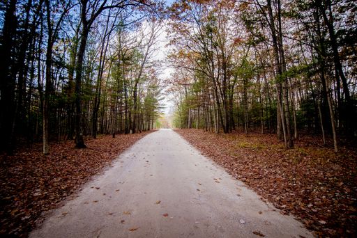A beautiful shot of a pathway in the middle of a forest with tall leafless trees